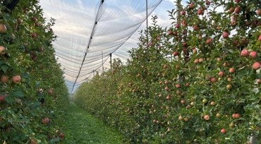 Apfelanbau mit Hagelschutznetz